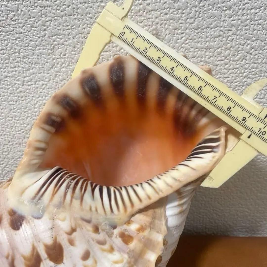 沖縄県産　法螺貝　天然ホラガイ（クリーム色×茶色模様）大型約30cm