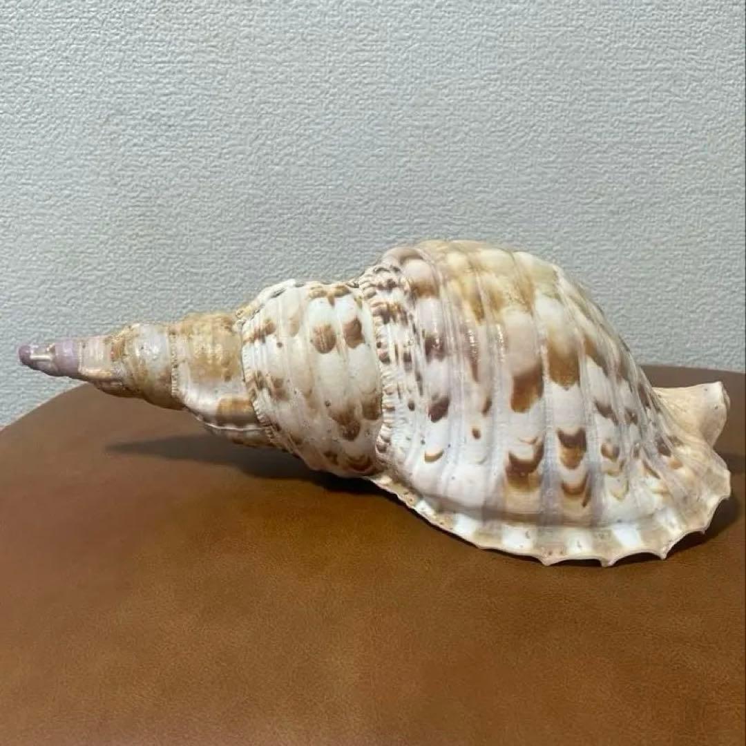 沖縄県産　法螺貝　天然ホラガイ（クリーム色×茶色模様）大型約30cm