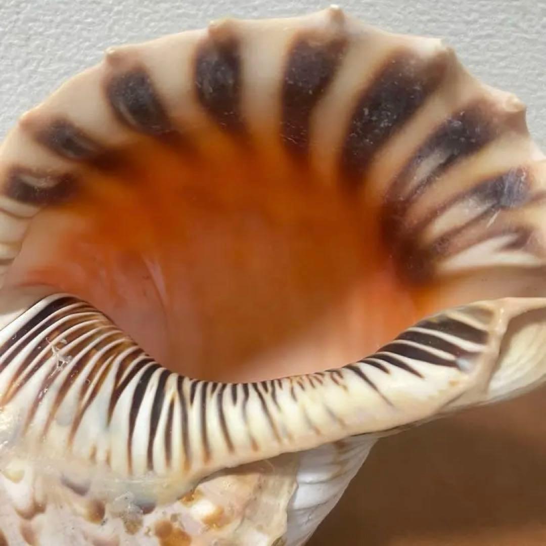 沖縄県産　法螺貝　天然ホラガイ（クリーム色×茶色模様）大型約30cm