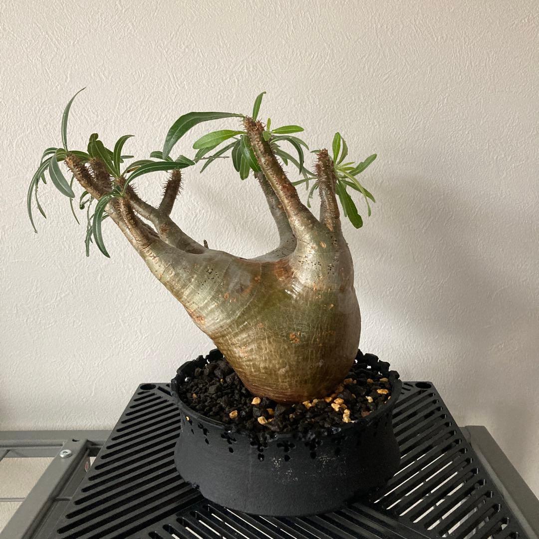 パキポディウム グラキリス 発根済 現地株 塊根植物　D.I.P鉢