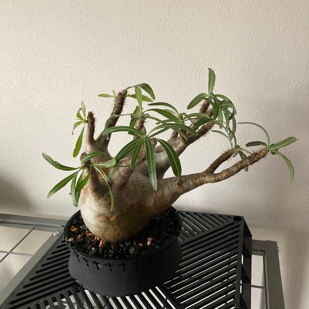 パキポディウム グラキリス 発根済 現地株 塊根植物　D.I.P鉢