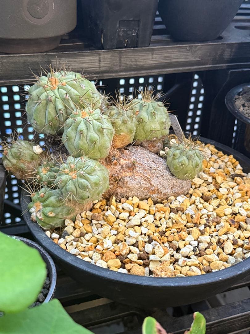 コピアポア　ギガンティア　群生　山木