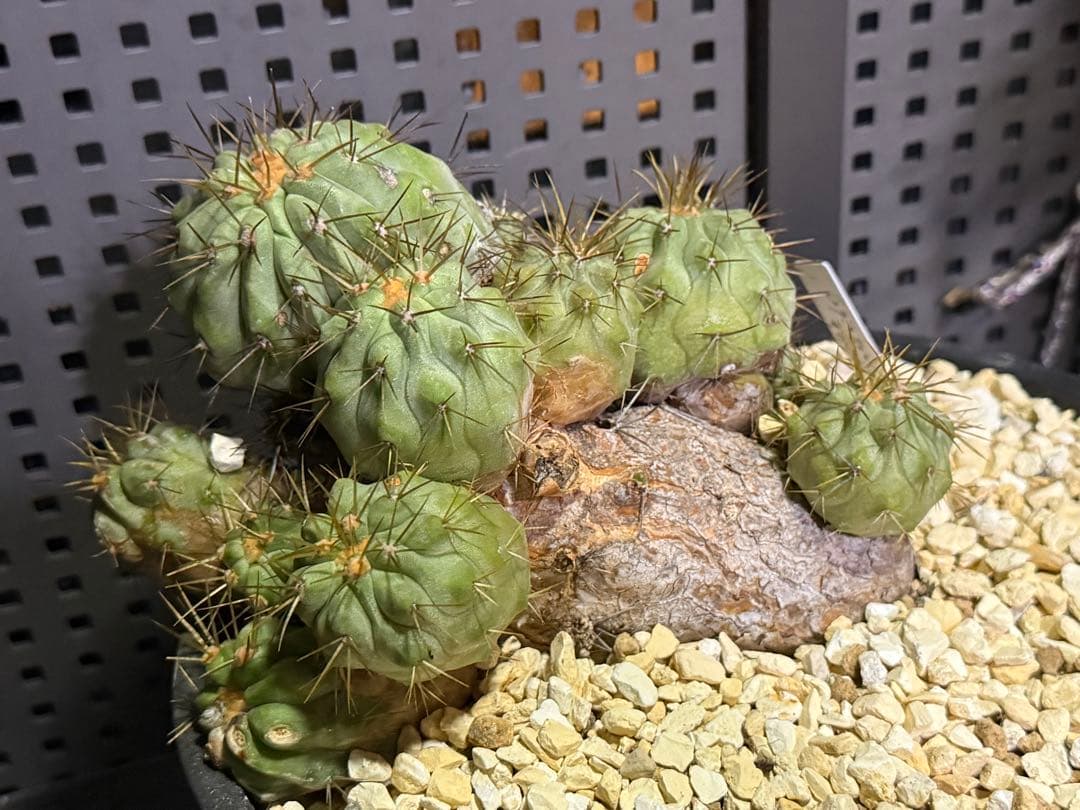 コピアポア　ギガンティア　群生　山木