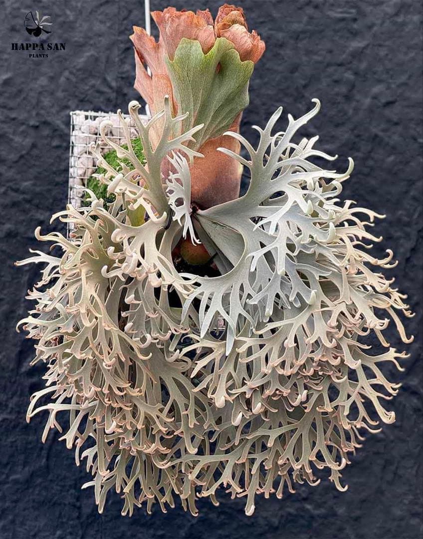 P. willinckii Aysun × Golden Boy ②