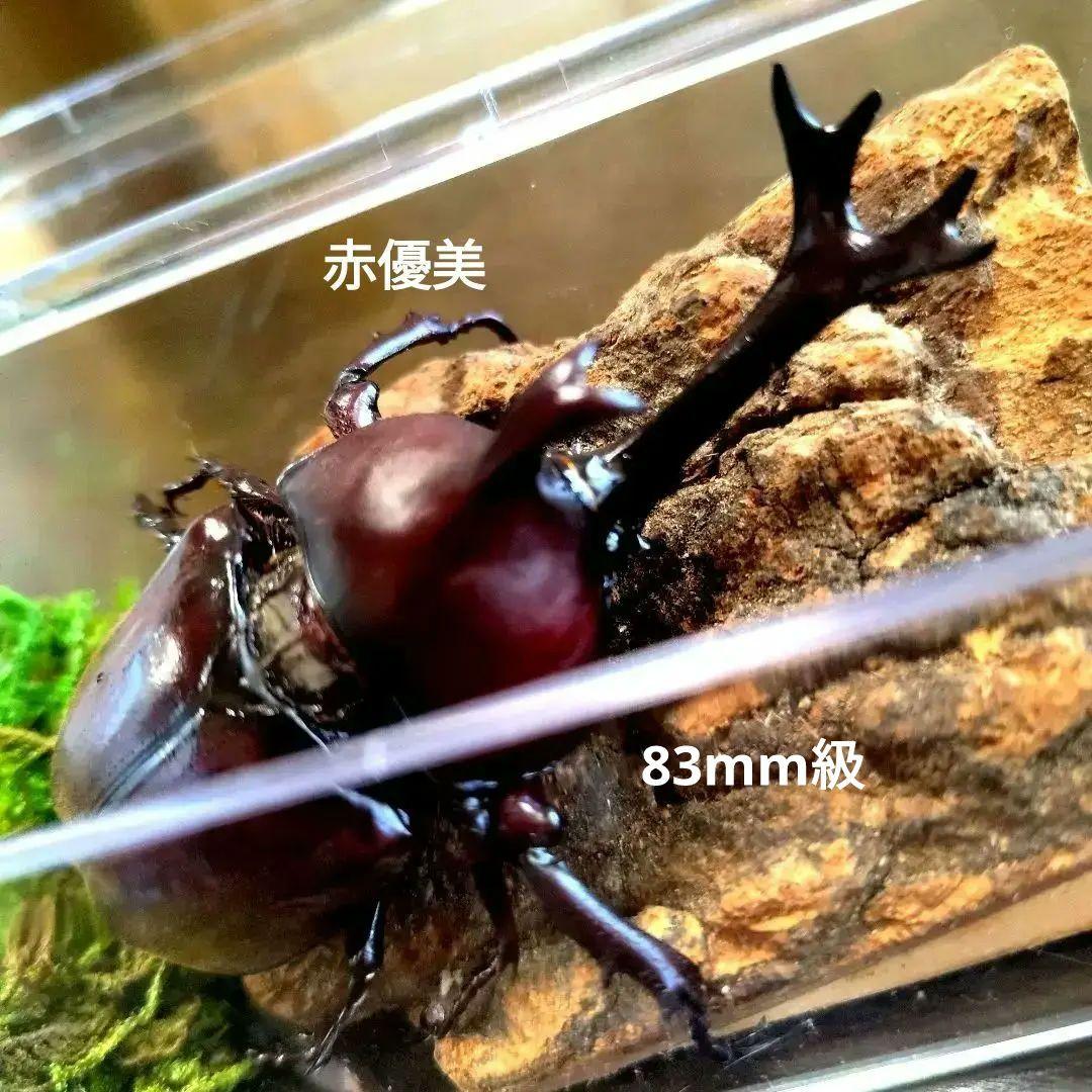超特大野生宝物カブトムシ標本83mm級頭角幅18.4mm胸角幅5.7mmぐらい