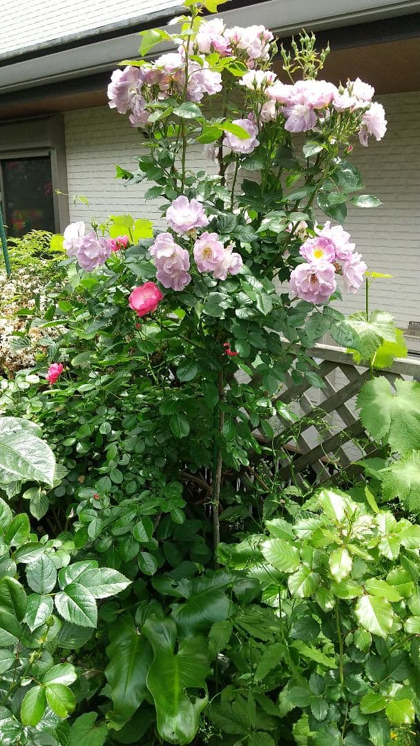 スタンダード仕立てバラ苗（ブルー花、四季咲)