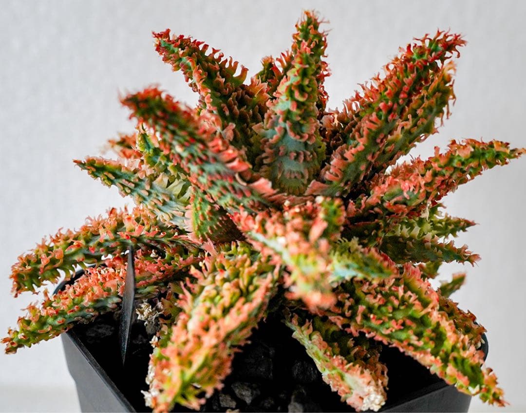 アロエハイブリッド　レッドタグ