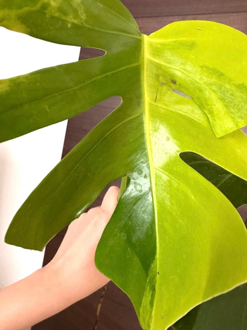 【超希少】モンステラ デリシオーサ イエローマリリン大株　トップカット最高級