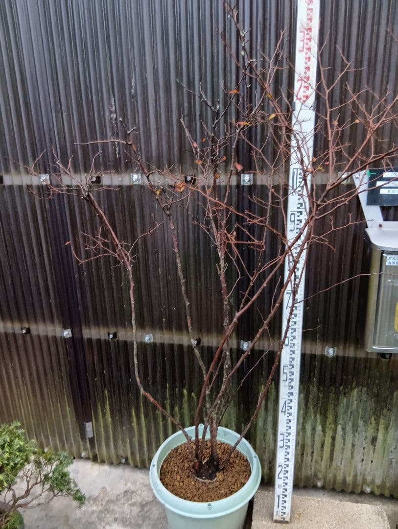 ナツハゼ（株立ち）高さ1.5メイトルくらい。