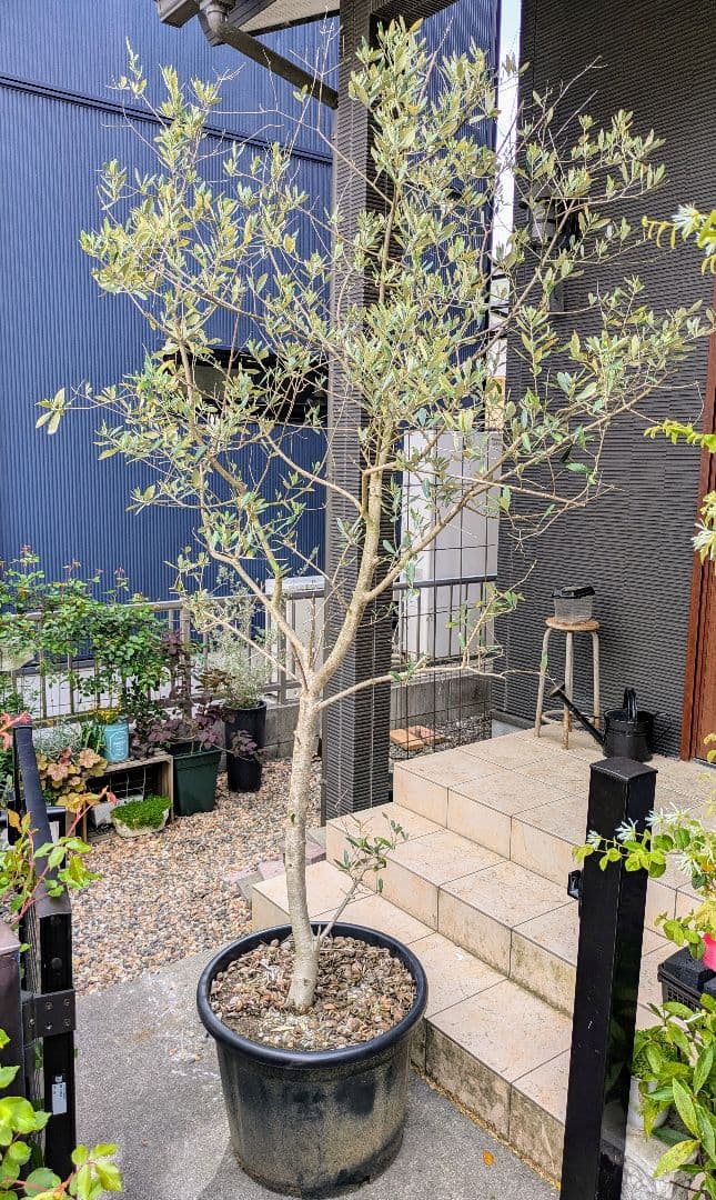 オリーブの木一本立ち 約3メートル 大鉢