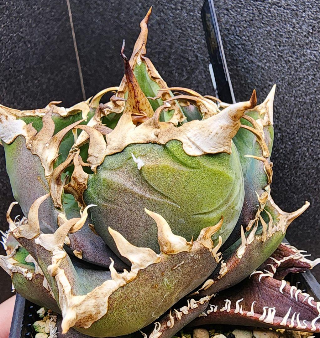 アガベ　金剛　キングコング　低重心　ボール