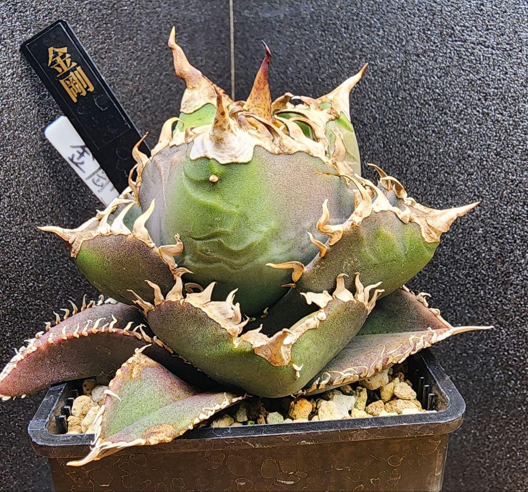 アガベ　金剛　キングコング　低重心　ボール