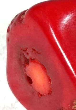 ☆☆深海の思い出☆☆山珊瑚