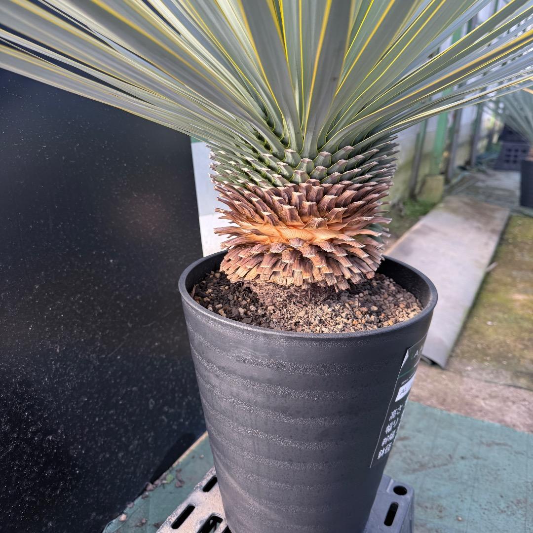 じ*も様 【AL1098】ユッカ　ロストラータ　美形　ホワイト個体