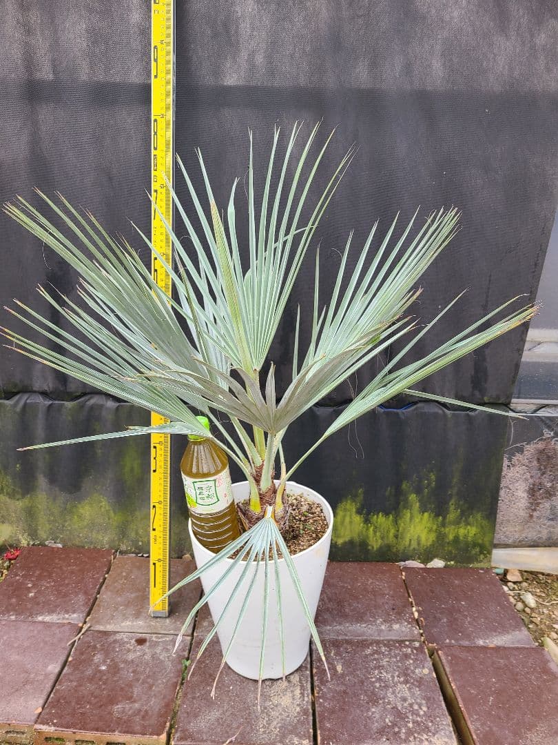 ①希少耐寒性ヤシ ブラヘア アルマータ 7号鉢大株 高さ80cm 5年生