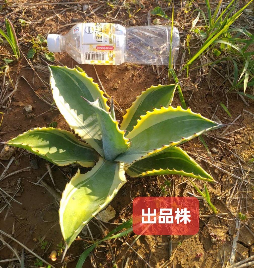 アガベ サルミアナ フェロックス リップルエフェクト