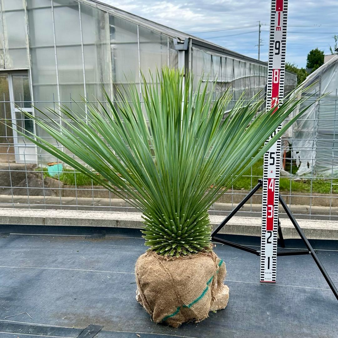 ユッカ ロストラータ（樹高:約80cm）oct57