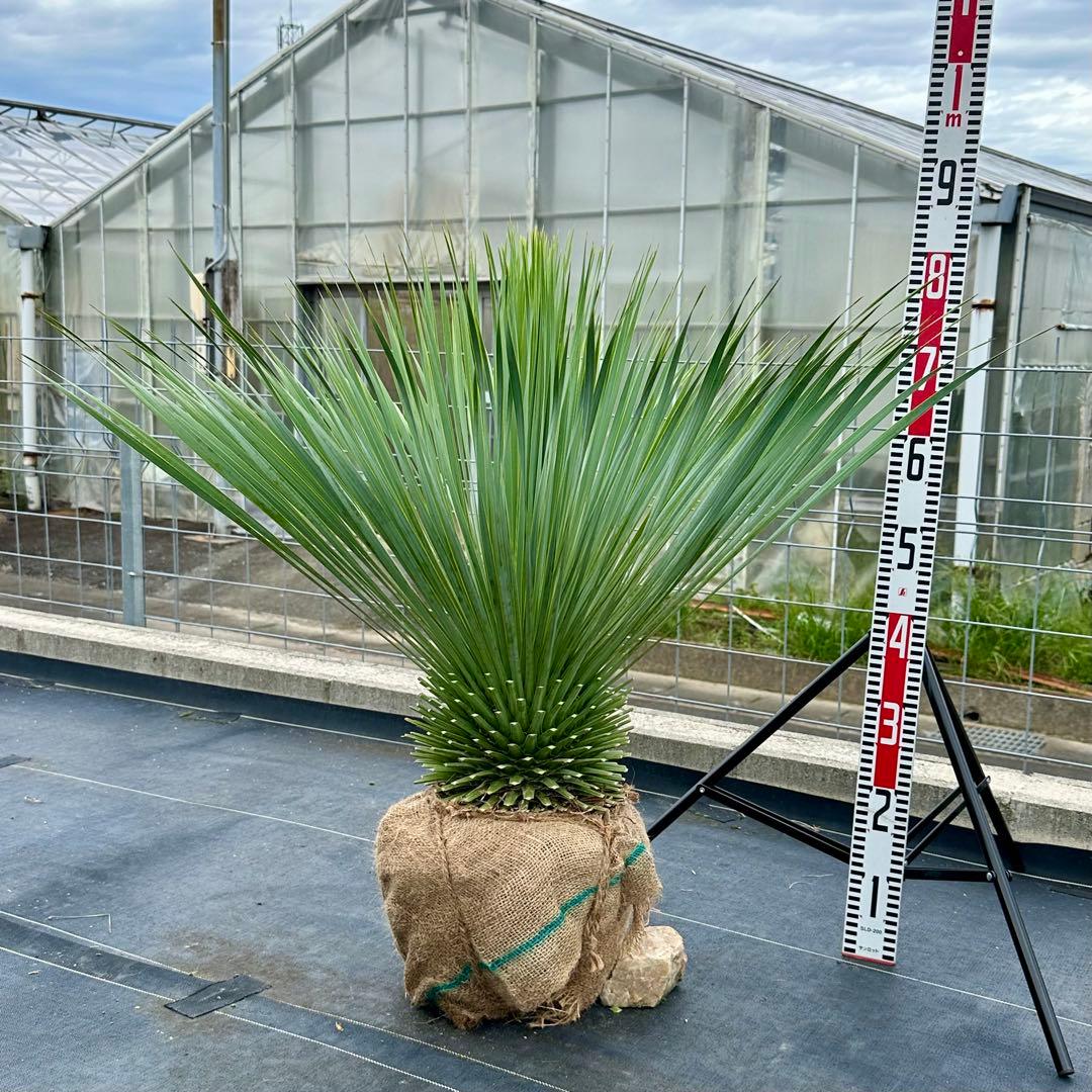 ユッカ ロストラータ（樹高:約80cm）oct57