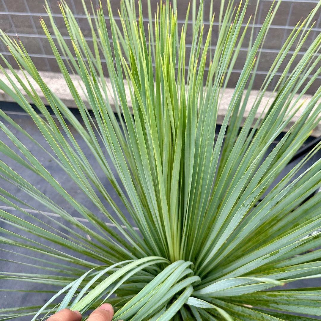 ユッカ ロストラータ（樹高:約80cm）oct57