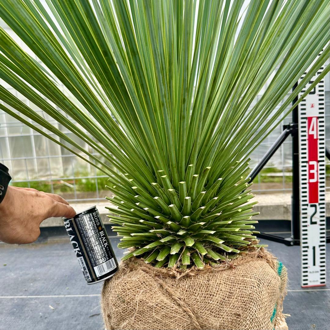 ユッカ ロストラータ（樹高:約80cm）oct57