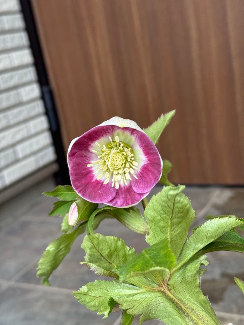 クリスマスローズ　パステリッシュストレイン（濃）