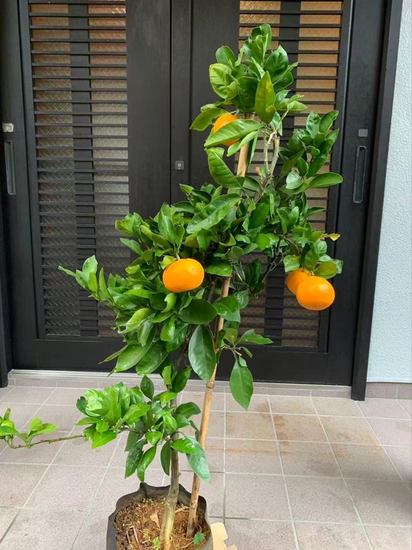 由良早生蜜柑苗木 特大株 果樹