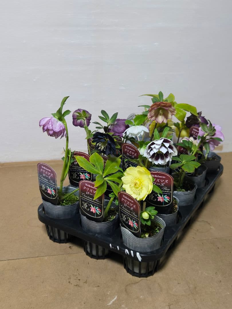 ☆クリスマスローズ☆MIXアソート☆１５ポットセット☆多弁☆ゴールド入り