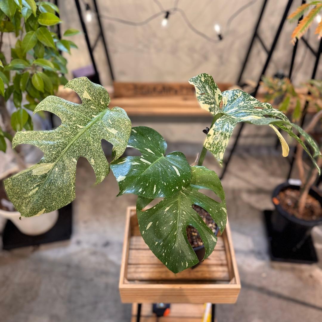 R*9様 5 モンステラ　タイコン　‘スターライト’ 厳選安定株