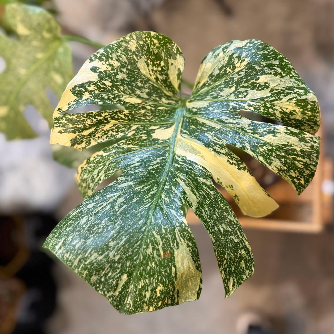 R*9様 5 モンステラ　タイコン　‘スターライト’ 厳選安定株