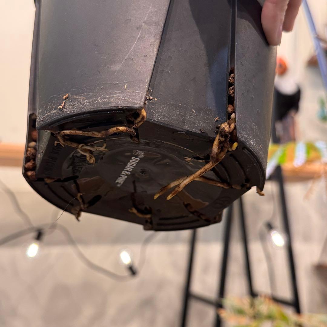 R*9様 5 モンステラ　タイコン　‘スターライト’ 厳選安定株