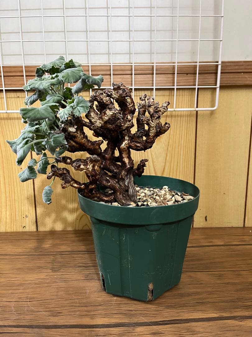 ペラルゴニウム　ミラビレ