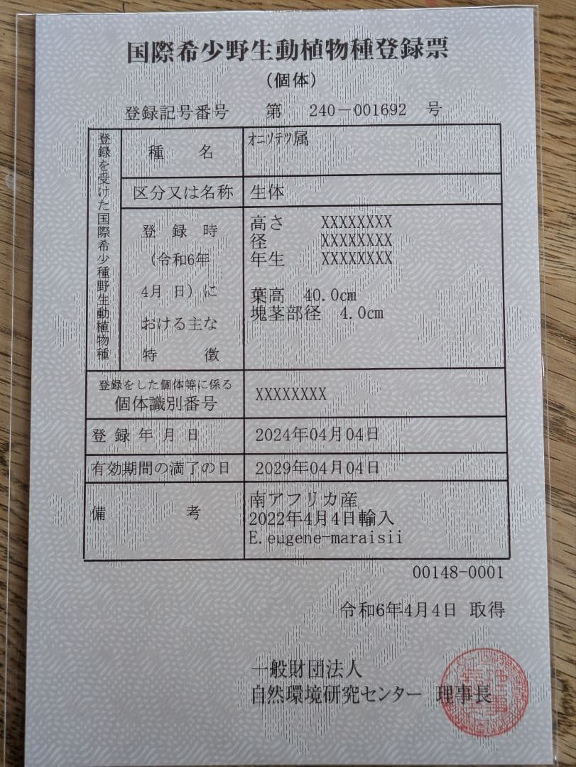 エンセファラルトス　ユージンマライシー　ダブルヘッド