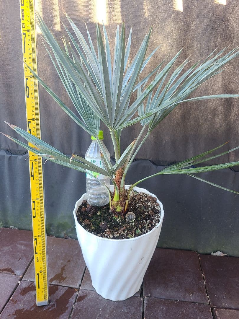 W3希少耐寒性ヤシ ブラヘア アルマータ(ドワーフ)タイプ 8号鉢実生6年生小葉