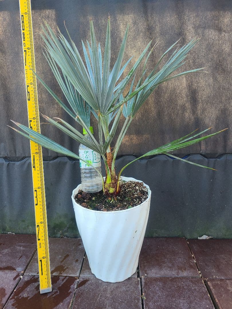 W3希少耐寒性ヤシ ブラヘア アルマータ(ドワーフ)タイプ 8号鉢実生6年生小葉