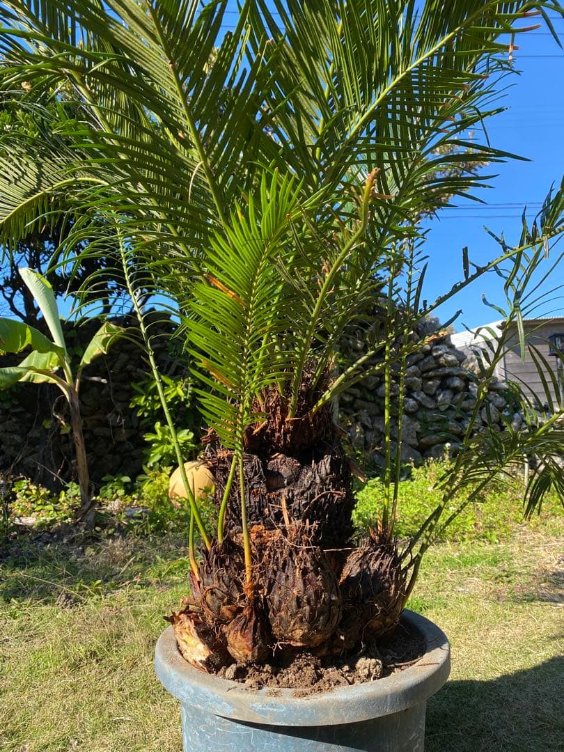⭐️【珍しいデザインソテツ】⭐️ソテツ 蘇轍　多頭 奇形