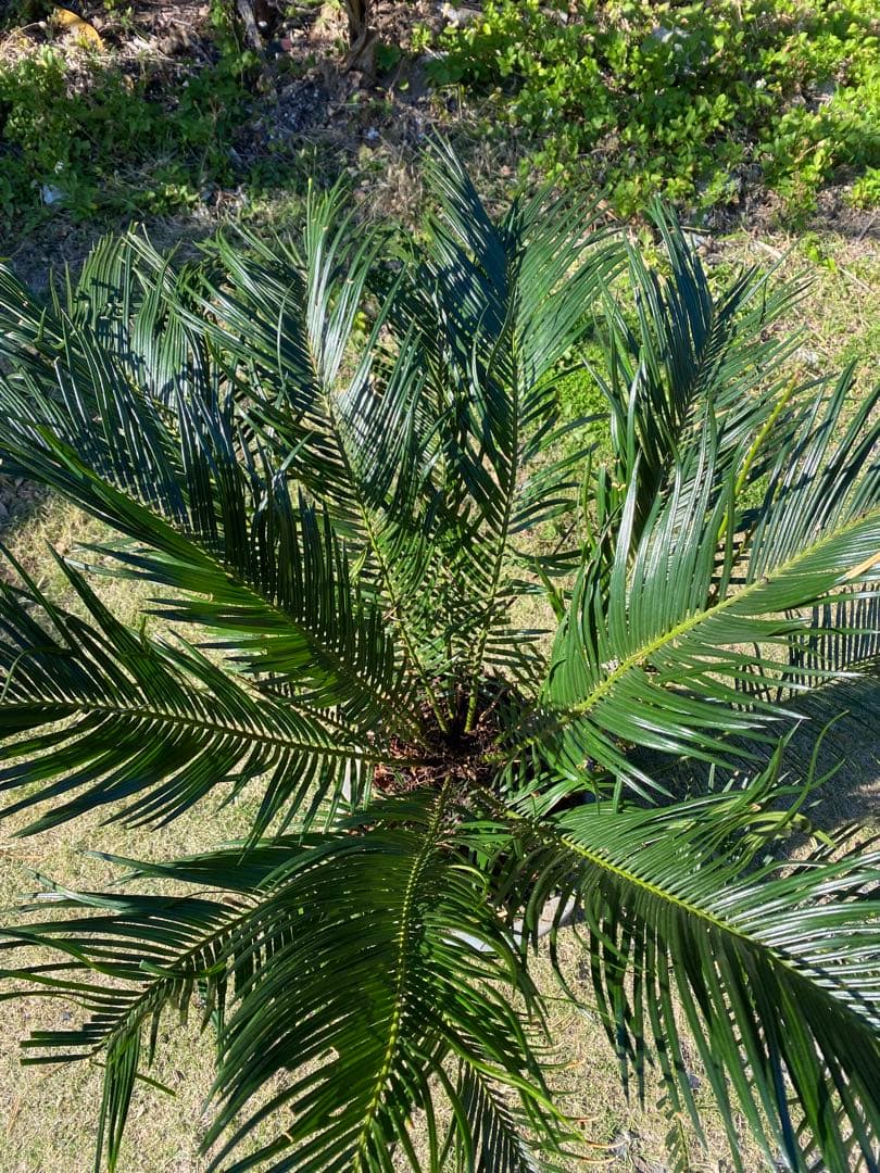 ⭐️【珍しいデザインソテツ】⭐️ソテツ 蘇轍　多頭 奇形