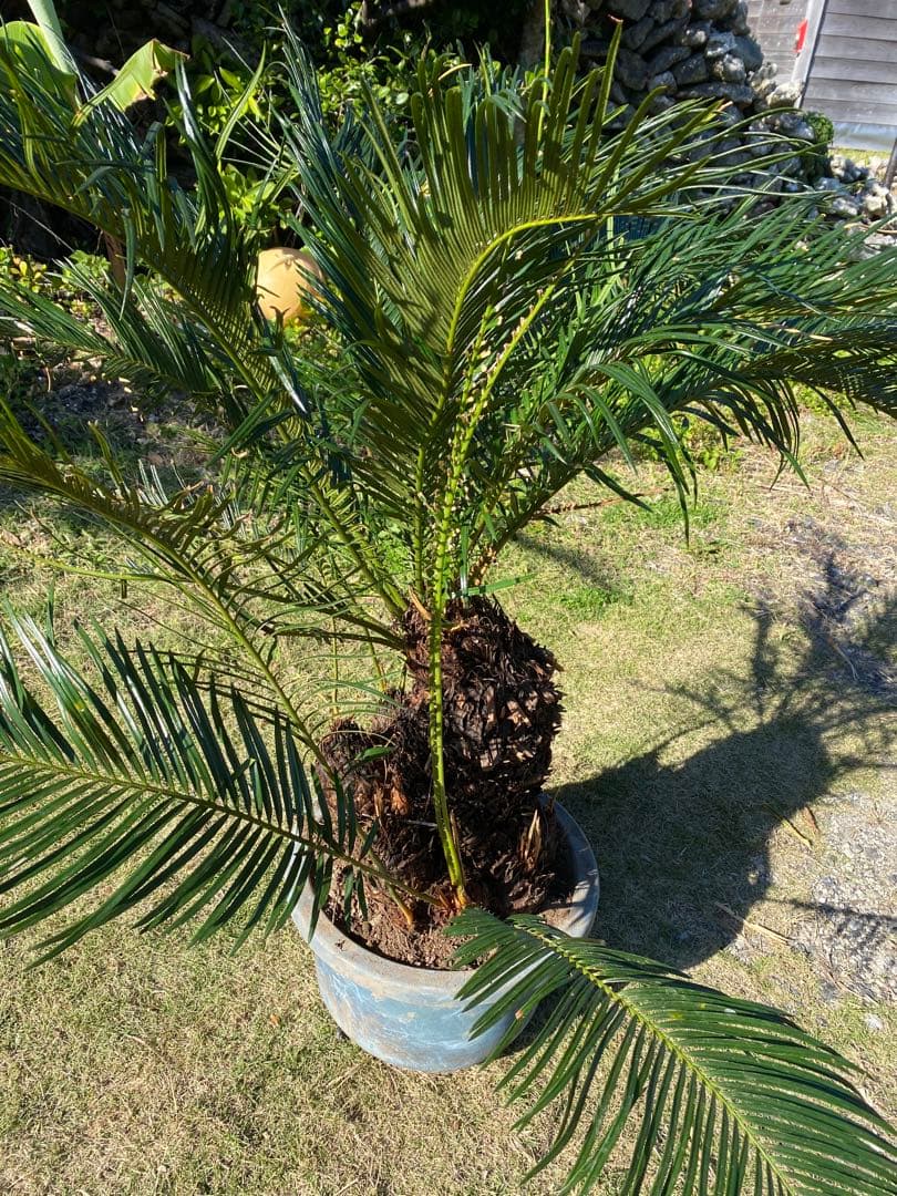 ⭐️【珍しいデザインソテツ】⭐️ソテツ 蘇轍　多頭 奇形