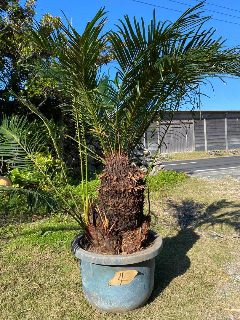 ⭐️【珍しいデザインソテツ】⭐️ソテツ 蘇轍　多頭 奇形