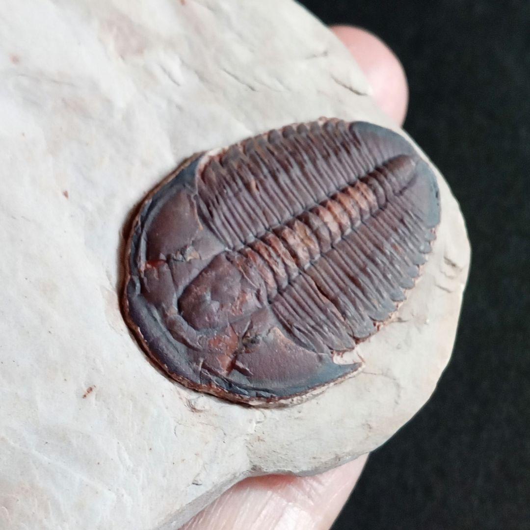 三葉虫　エルラシア　レッド　特大　33mm　ＵＳＡ　完全体　極美麗　極めて希少