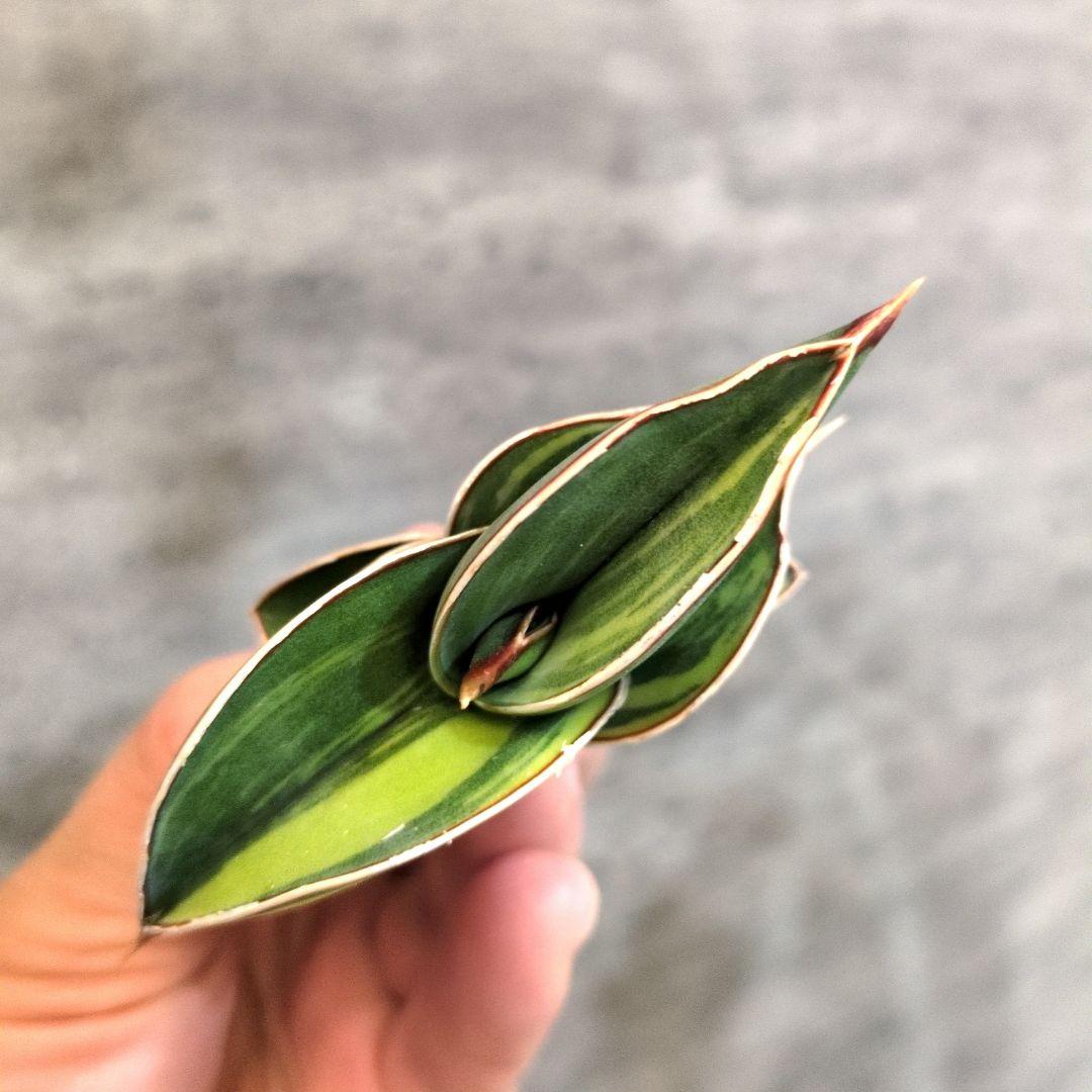 ④ SSS級 サンスベリア　ロリダ斑入り　ロリダ　サンセベリア　ユーフォルビア