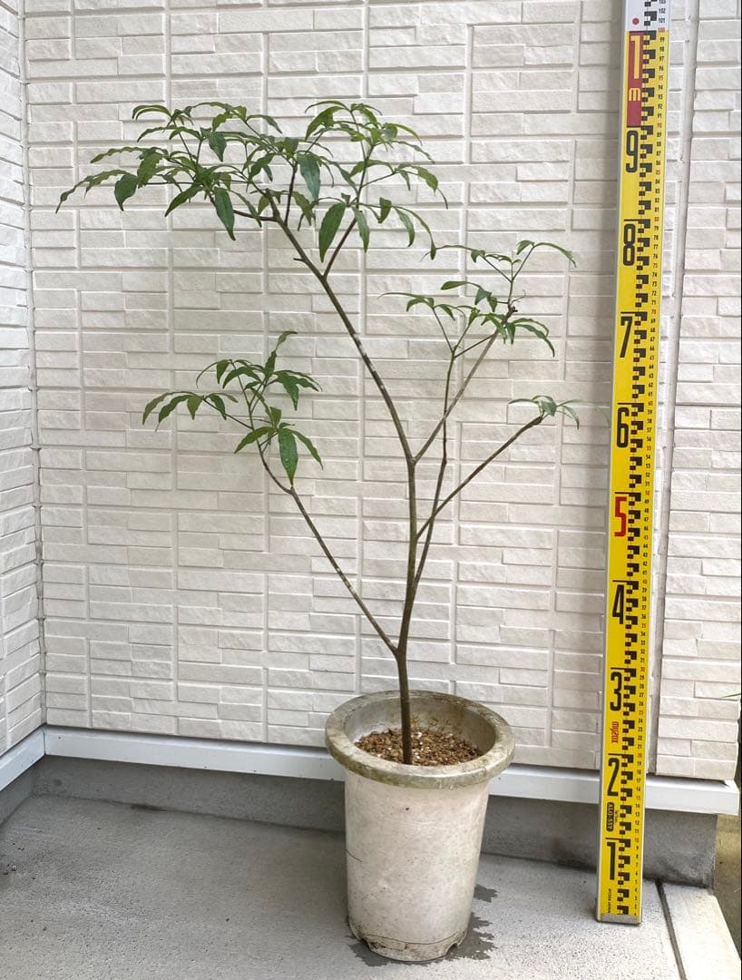 【超希少】 バオバブ アダンソニア グランディディエリ 7号 コレクション苗