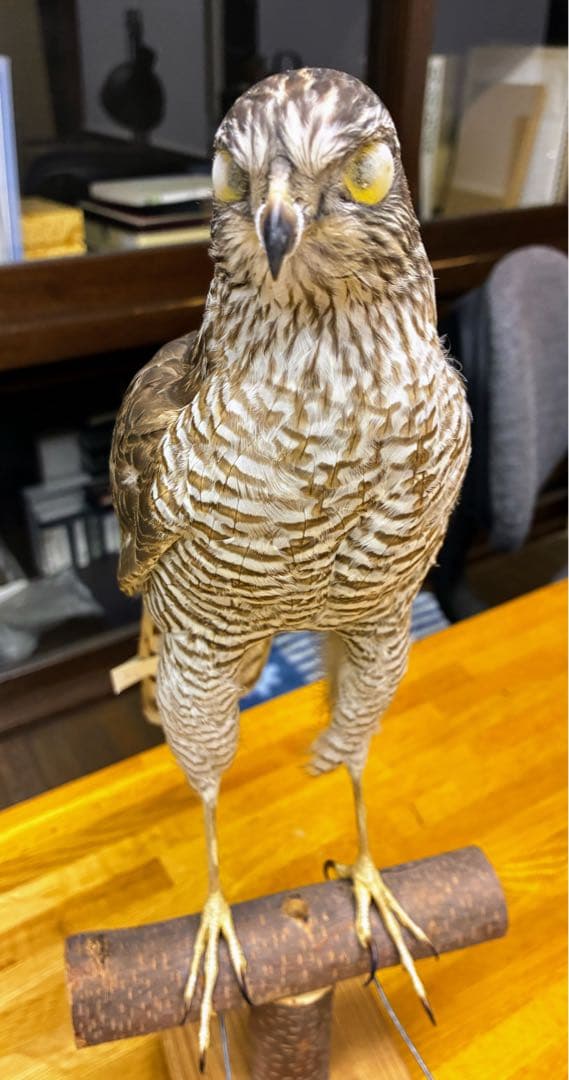 オオタカの剥製 木製スタンド付き