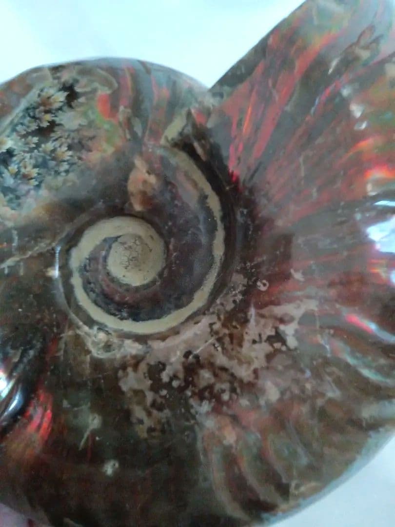 マダガスカル産 アンモナイト 化石 台座とオマケ付き