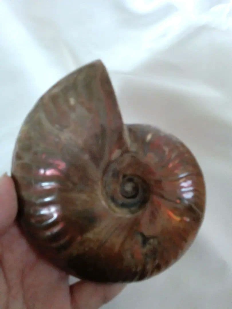 マダガスカル産 アンモナイト 化石 台座とオマケ付き