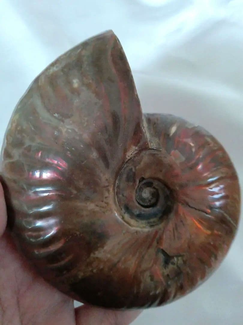 マダガスカル産 アンモナイト 化石 台座とオマケ付き