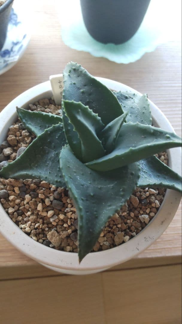 十兵衛×カスティロニアエ 植物