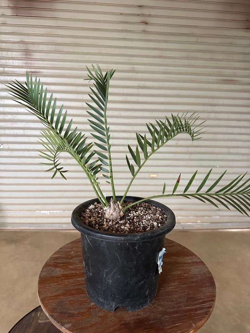 Asahi　トリスピノーサス　エンセファラルトス