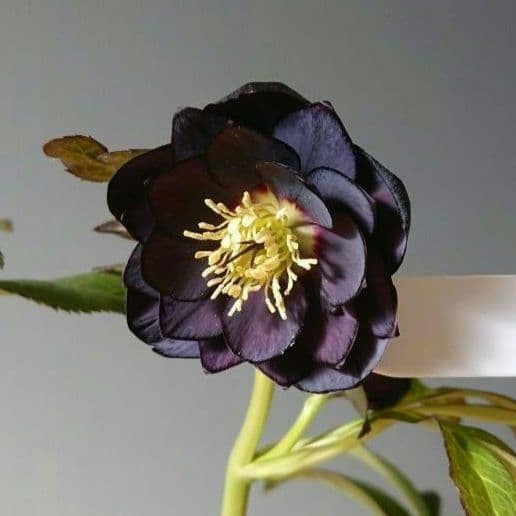 クリスマスローズ　ブラックdd　ウィンターシンフォニー　もうすぐ開花　蕾付