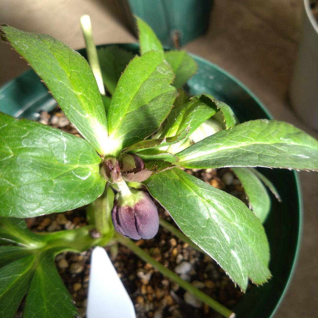 クリスマスローズ　ブラックdd　ウィンターシンフォニー　もうすぐ開花　蕾付