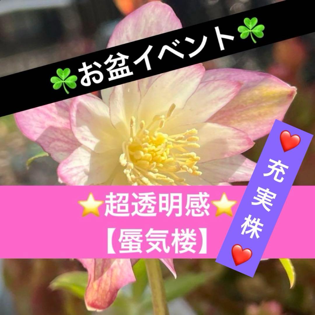 さ*き様 ❤️充実株❤️☘️お盆イベント☘️1300 ⭐️超透明感⭐️【蜃気楼】